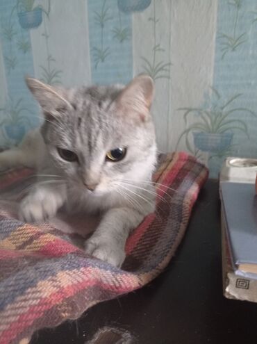 британская короткошерстная британская короткошерстная кошка: Отдам красивую породистую кошку в хорошие руки! Правда, я не знаю