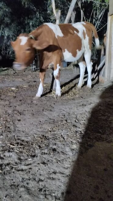 Inəklər, öküzlər: Məhsul: İnək (iribuynuzlu heyvan) Xüsusiyyətlər: - Rəng: Ağ-krem — 4