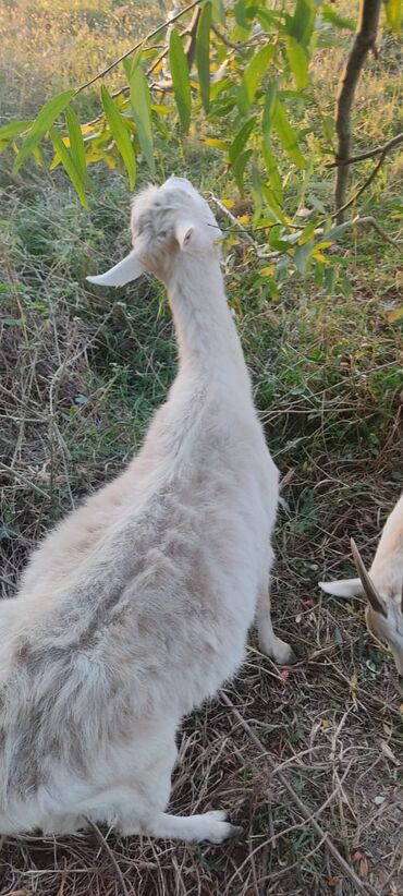Keçi, çəpiş: 2 təkə 42 ədəd dişi kecilər var Təkəsini alib hamisi bogazdi kom — 14