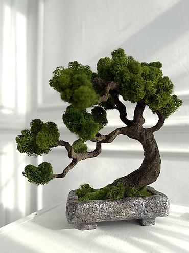 Декоративные цветы: Деревья-бонсай из натурального стабилизированного мха🌳 -это — 44