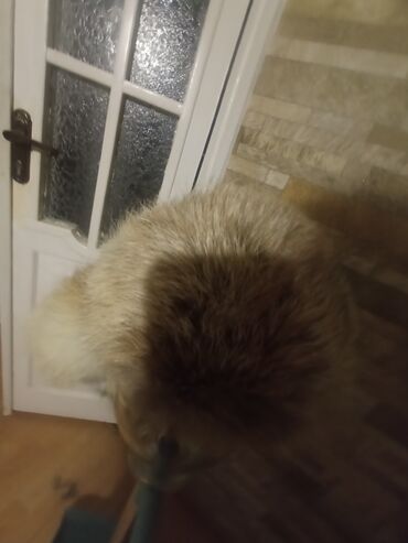 Шапки: Шапка, Ушанка, Натуральная кожа, Зима, С помпоном — 4