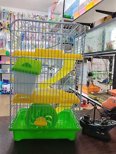 Gəmiricilər: Xamyak cunqarik bir cut ag vəya boz: Bir qəfəs bir kq yem iki aylıq — 8