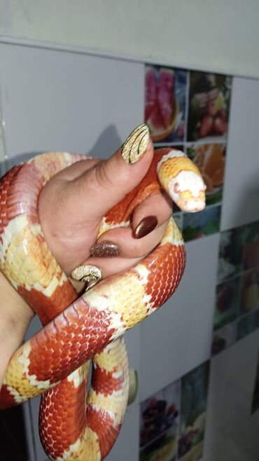 милые животные: Гондурасская молочная змея