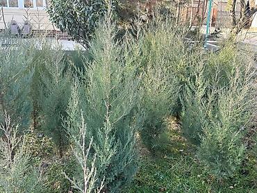 Другие декоративные деревья: Каштан крымский 2метр 800сом 3метр 1000сом — 10