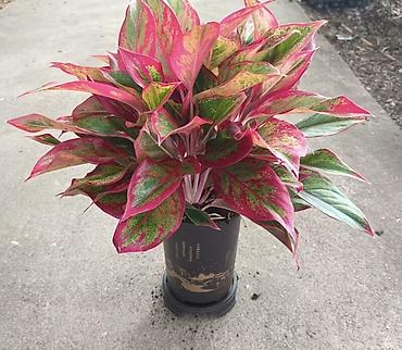 света диот: Аглаонема Red/“Красная” (Aglaonema sp., пестролистная форма) - Яркий — 2