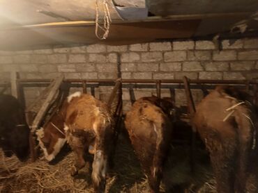 Inəklər, öküzlər: Erkək, il: 1, Damazlıq, Ünvandan götürmə — 1