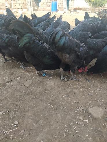 kənd toyuq: 4 ayliq Avstrolop xoruzlari satilir.Heyvanlar goz qabagindadi say — 7
