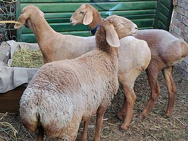 овцы арашан купить: Продаю | Овца (самка) | Арашан | Для разведения | Ярка — 1