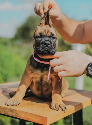 Psi: Postanite vlasnik jednog od naših vrhunskih Cane Corso štenaca — 20