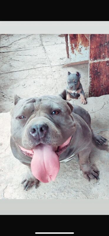 Продажа собак: Американский булли, 1 месяц, Самец, С родословной, С прививкой — 14