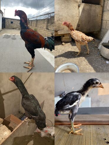 dovşan balaları: Xoruz, Heyratı, il: 1, Ünvandan götürmə, Ödənişli çatdırılma