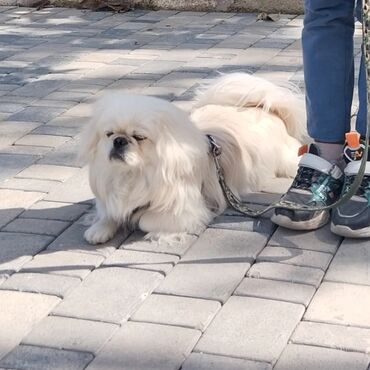 ucuz pekines satilir: Пекинес, 1 год, Самец, Самовывоз