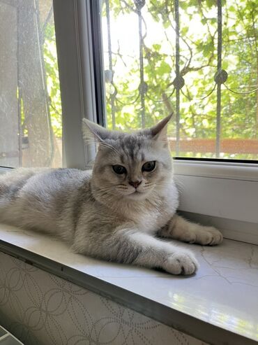 pişik qutusu: Шиншилла, Самец