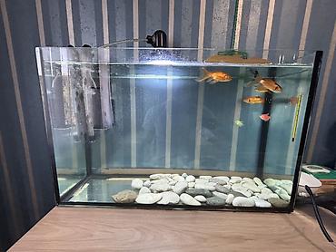 Akvariumlar: Salam. Satılır. Akvarium fabrik istehsalıdır. 80lt - dir. Filter 950F — 1