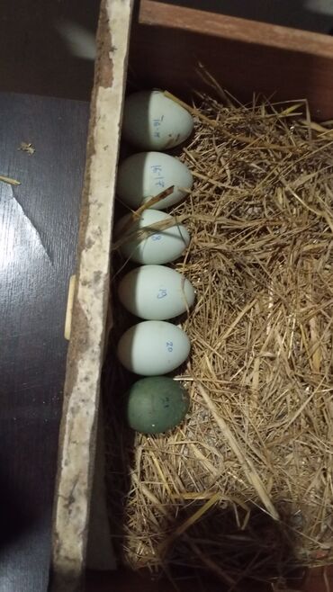 yumurta qoyan heyvanlar: Erkək, Yumurtalıq, Ödənişli çatdırılma