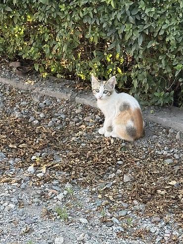 чипирование: Котята, домашние любимцы - Описание: на фото несколько котят разного — 4