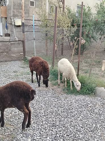 damazliq qoyun satisi: Satilir:birinci qarın dişi qoyun dişi balası 7 aylıq, birdene erkek — 2