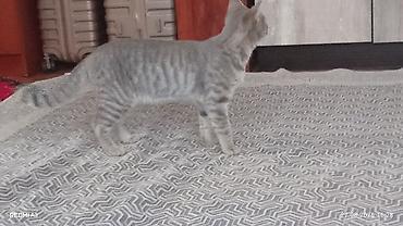 black cat: Кот в добрые руки💗 очень ласковый и добрый любит пожрать 😂и играть — 7