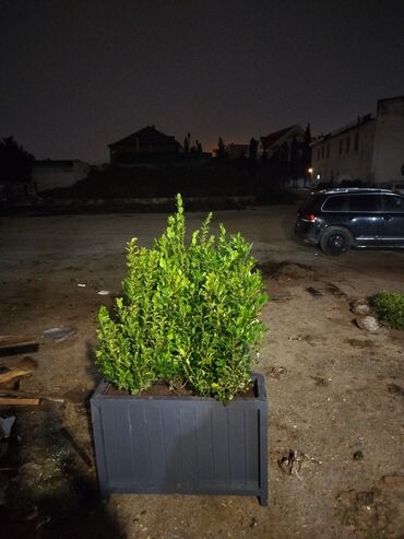 Bitkilər üçün dibçəklər: Məhsul: Dekorativ uzun formalı dibçəklər (ağac/kol əkilmiş) Endirim — 9