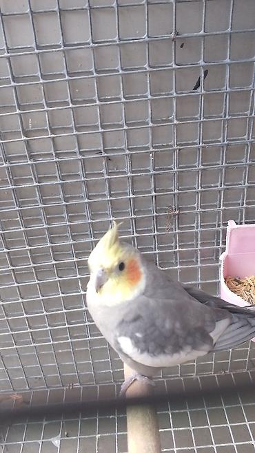 Попугаи: Məhsul: Nimfa tutuquşuları (Cockatiel) cütlüyü Xüsusiyyətlər: - Növ — 2