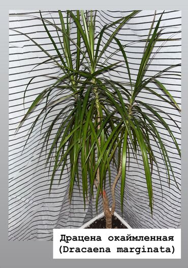 кумыс с медом бишкек: Драцена окаймленная (Dracaena marginata)