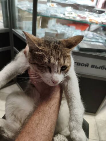 мейн кун бишкек 😺 питомник lyubushka 🐈 купить котенка 🐾 цена фото: Пропала : Беспородная, Мальчик