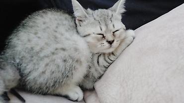 silver şinşila: Şinşilla, Dişi — 2