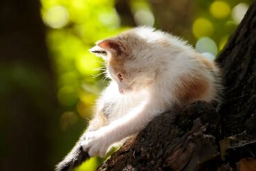 лысые кошки цена: Ласковый и игривый домашний котёнок. Будет хорошо ловить мышей. Любит