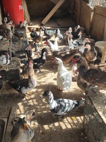 Inəklər, öküzlər: Lal ordekler erkekler 40 disiler 25 manat qiymet sondu unvan turkan