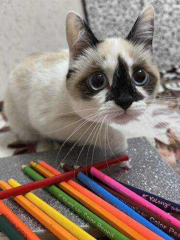 Отдам даром кошку: Кошка даром: Сиамская, 3 года, Девочка
