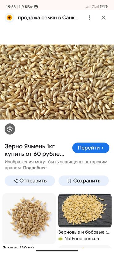 оптовые цены на продукты питания в бишкеке: Семена: Ячмень