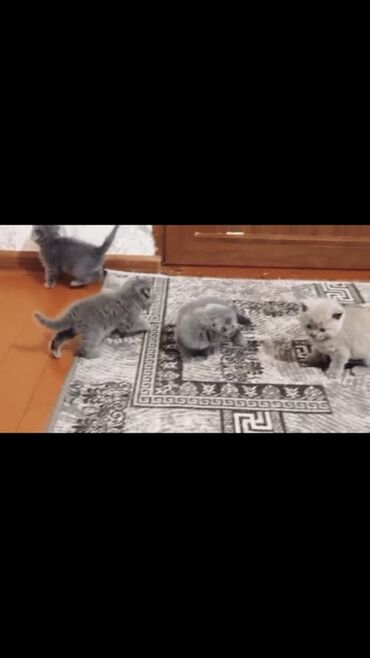 показы 1 354 72 договорная кошка даром британская короткошёрстная 1 год мальчик метис 2 позвонить написать: Шотландские котята (серые и кремовые) - Порода: визуально похожи на