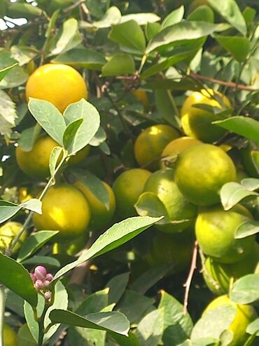 10 yaş ucun tortlar qiz ucun: Məhsul: Təzə sitrus meyvələri – limon/mandarin ağacından yığılma