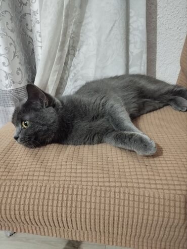 сиамские кошки: Британская кошка в добрые руки. 5 месяцев, ест любой корм, к лотку