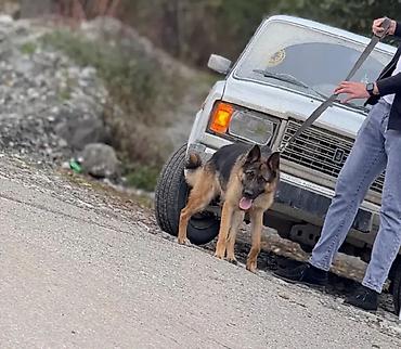 alman ovcarkası satılır: Alman çoban iti, 2 il, Erkək, Peyvəndli — 4