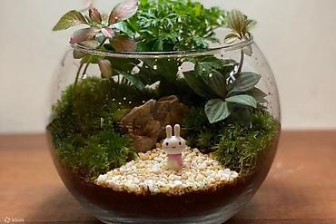 yaşil: Şüşə qabda mini terrarium – dekorativ masaüstü hədiyyəlik - Ev, ofis — 1