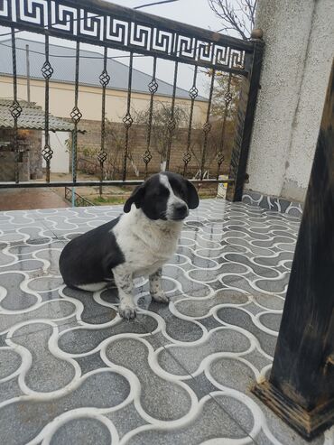 İtlər: Zvonok, 8 ay, Dişi — 5