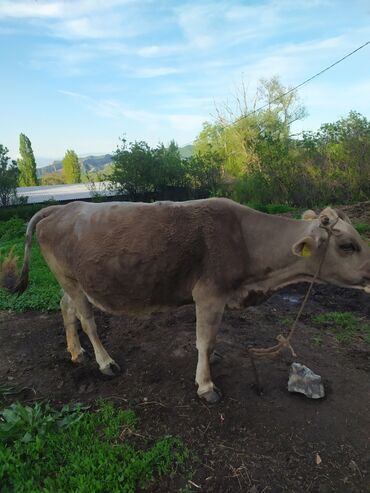 корова корова: Продаю | Корова (самка) | Алатауская | Стельные