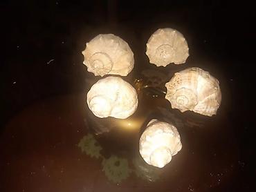 Зоотовары: Продаю много разных хороших интересных вещей заходите в мой профиль — 11