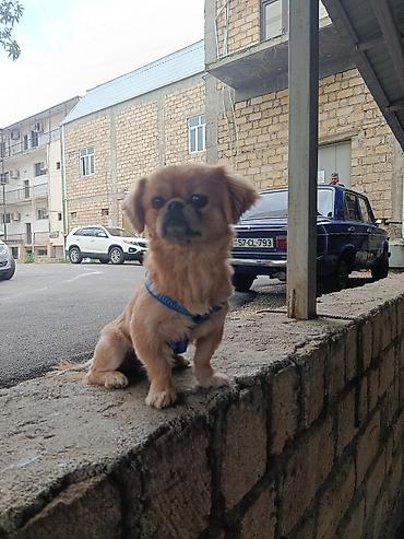 kangal itləri: Pekines, 1 il, Erkək, Ünvandan götürmə — 7