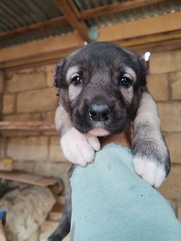 İtlər: Kanqal — 4