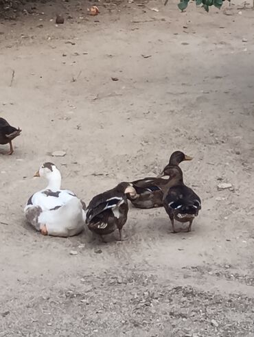 Ördəklər: Məhsul: Ev quşları – ördəklər (qrup halında) Təsvir: - Şəkillərdə — 6