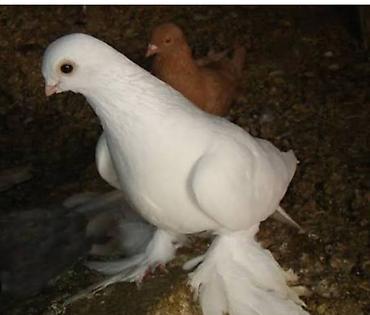 охотничи собаки: Голуби голубей птицы — 1