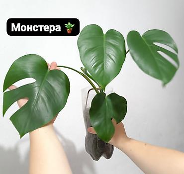 Монстеры: Распродажа домашних комнатных растений 🌿🪴 Алоказия Арма с шикарной — 3