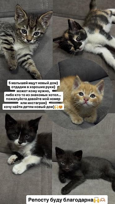 Отдам даром кошку: Отдадим в хорошие руки очаровательных котят — всего 5 малышей ищут — 1