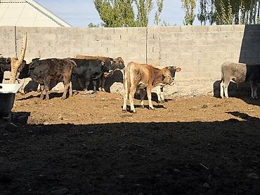 цыплята сокулук: Продаю | Бык (самец) | На откорм, Для разведения — 1