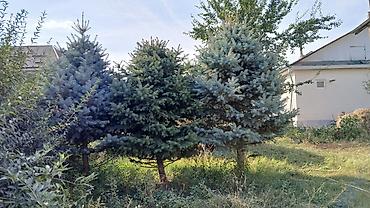 растение денежное дерево: Ели голубые (ели колючие, Picea pungens Glauca) — взрослые — 2