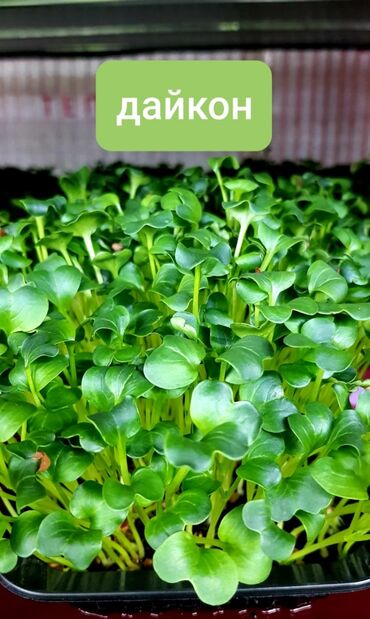 Здоровое питание: Продается вкусная красивая и очень полезная микрозелень в большом — 12