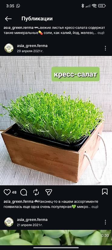 Микрозелень: Микрозелень и молодые травы в кассетах - Ассортимент: микрозелень — 14