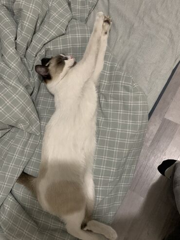 Отдам даром кошку: 9 месяцев, Девочка at lalafo.kg — 3 Отдам даром кошку: 9 месяцев, Девочка — 3